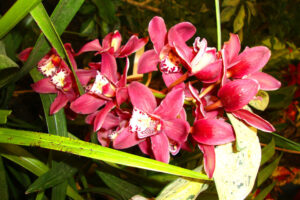 Deorali-Orchid-Sanctuary-Gangtok2