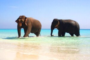 beach-elephant