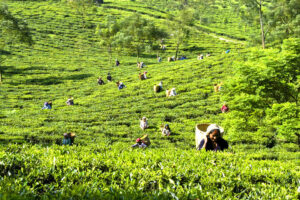 darjeeling-tea-plantations