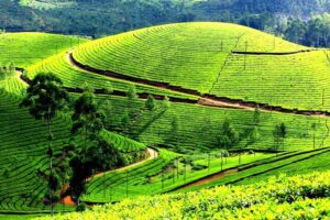 wayand-tea-plantations