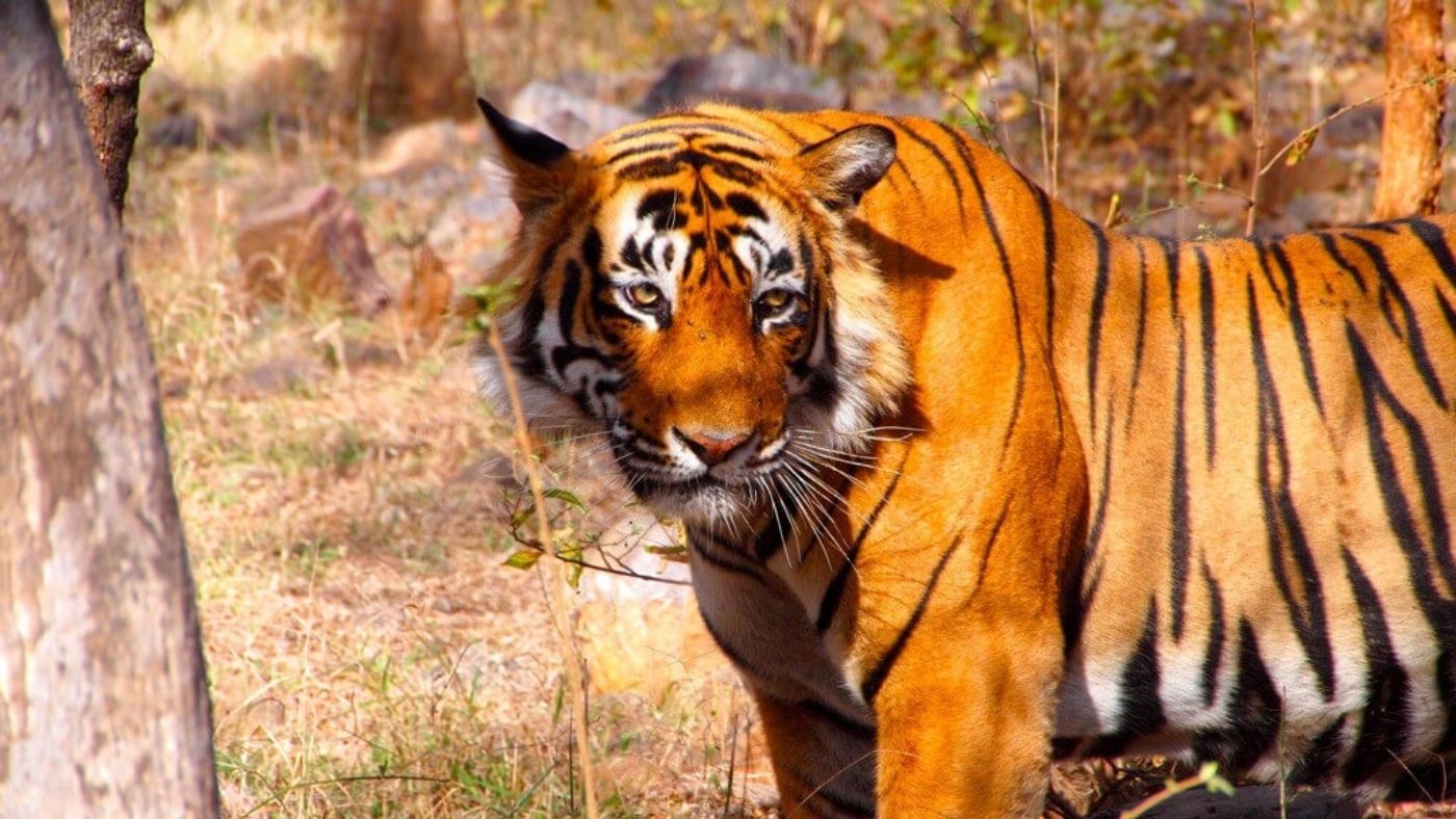 Ranthambore National Park – The Tiger’s Abode