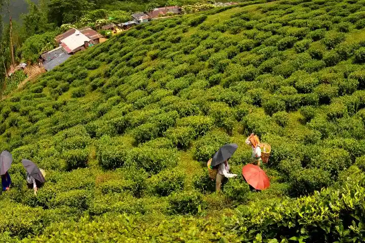 Darjeeling tea farm Tour | Darjeeling Travel