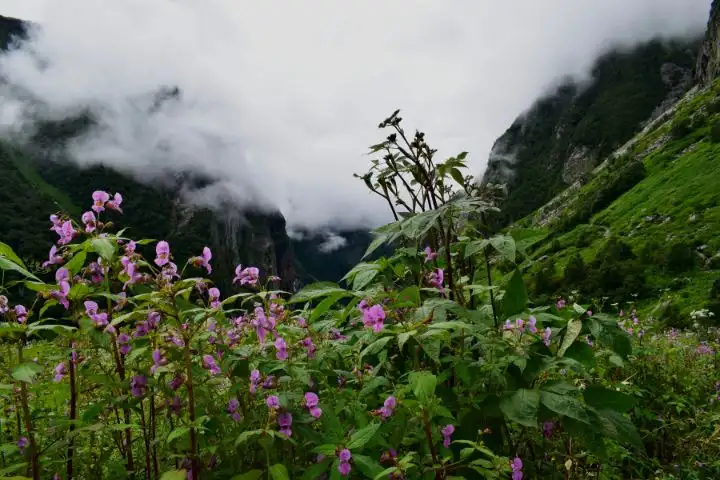 Valley of Flower Trek Package (2) (1)