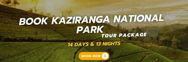 Book Kaziranga National Park Tour (1)