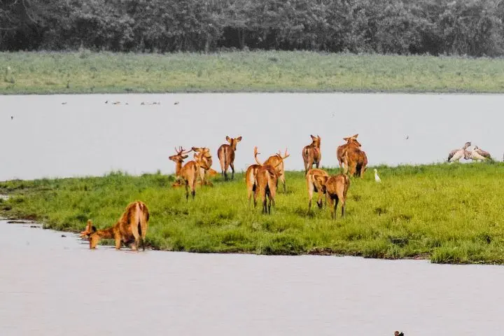 Kaziranga, Assam