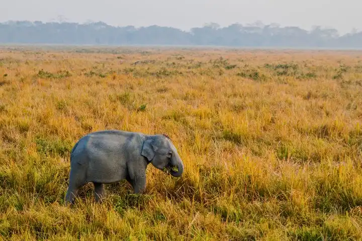 Kaziranga National Park Tour, Assam