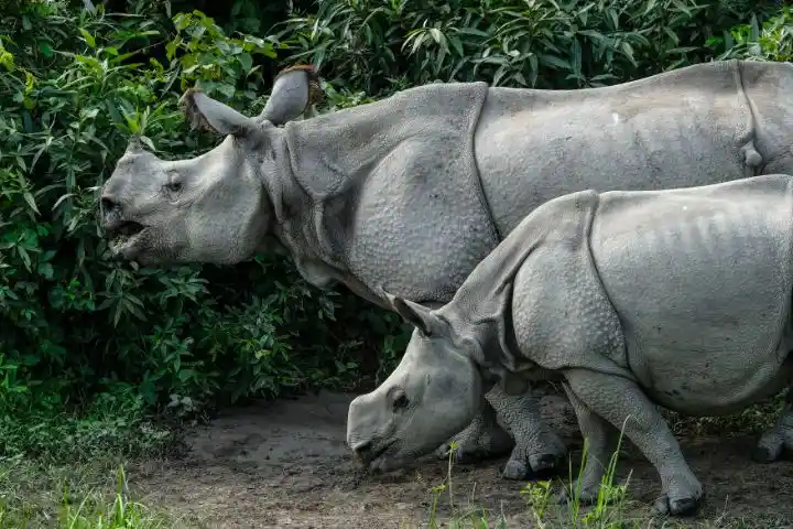 Kaziranga National Park Tour 