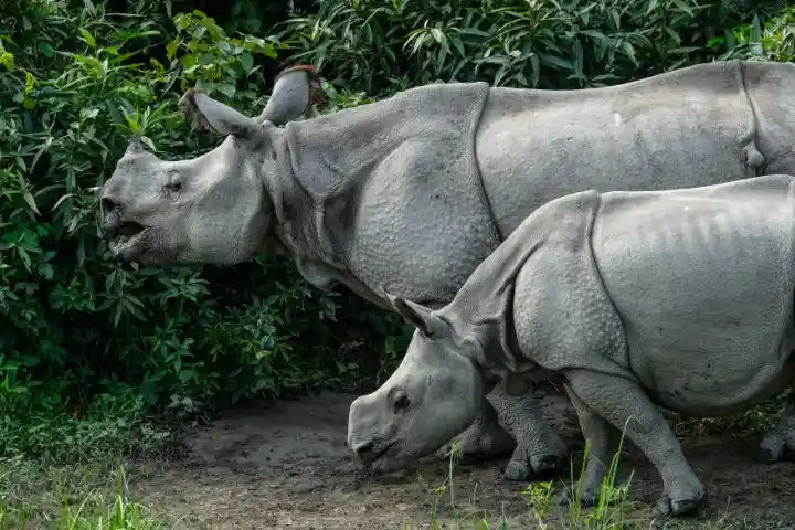 Kaziranga National park Tour