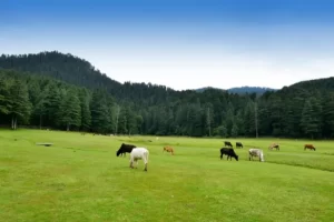 Khajjiar Tour (1)