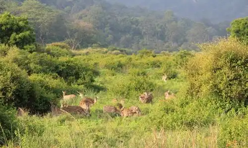 Corbett National Park Tour Package (1)