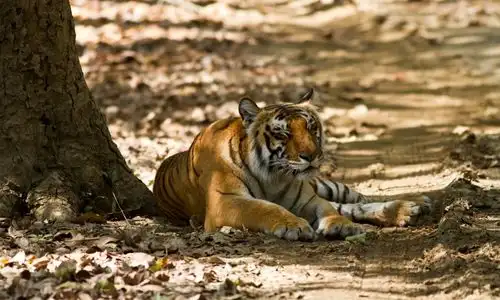 Corbett National Park Tour Package (2)