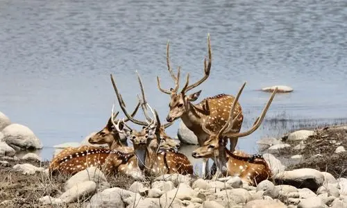Corbett National Park Tour Package (3)