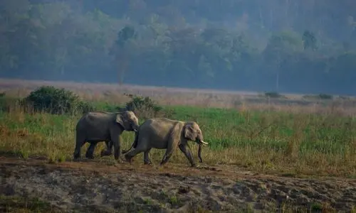 Corbett National Park Tour Package (4)