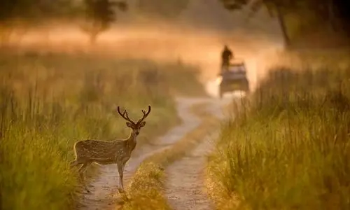 Corbett National Park Tour Package (5)