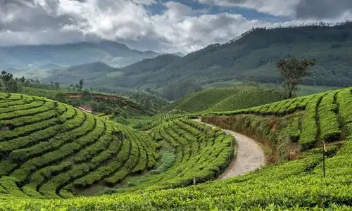 Darjeeling Tour package, India Tour and India Travel (4)
