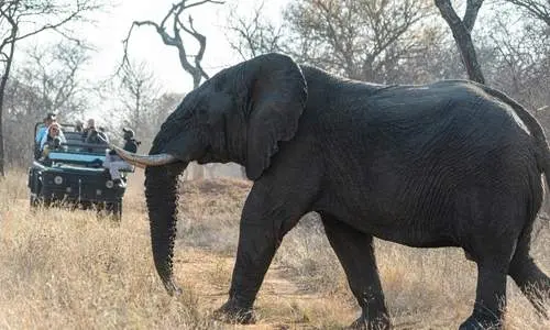 Wildlife Tour Package, Ranthambore National park (1)