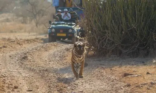 Wildlife Tour Package, Ranthambore National park (1)