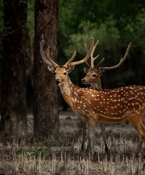 Assam Tours & Sundarbans Tour Packages (1)
