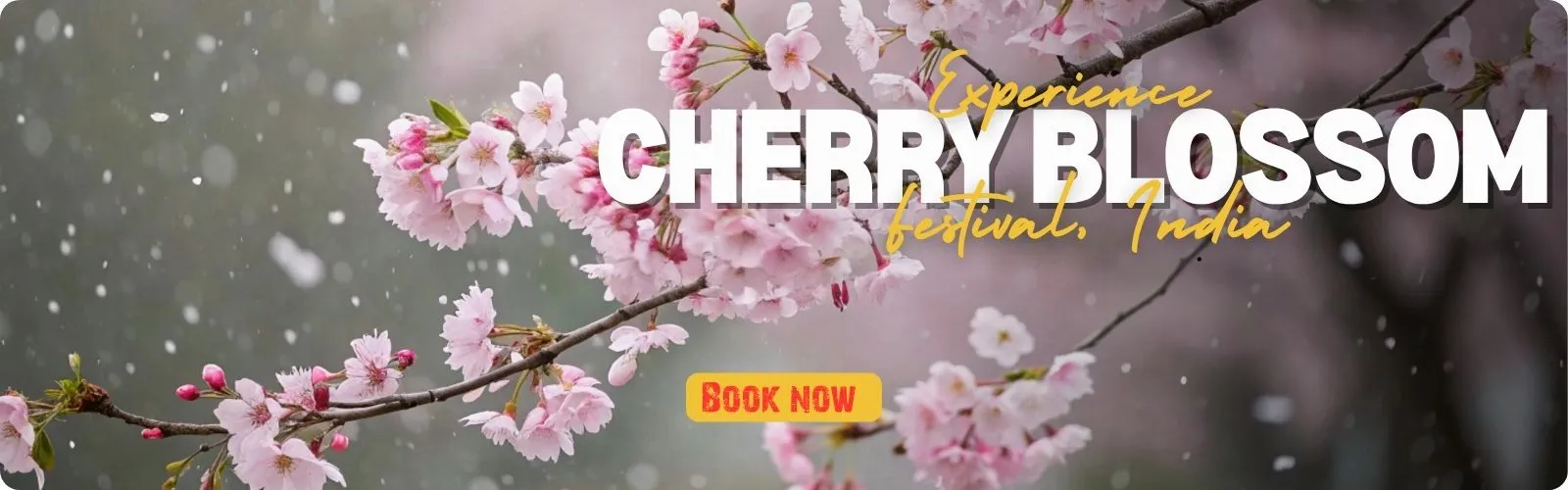 Cherry Blossom Festival Tour Package