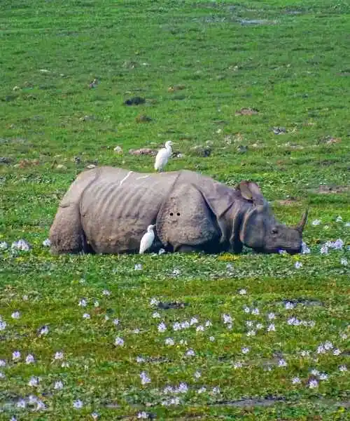 Kaziranga Tour Packages