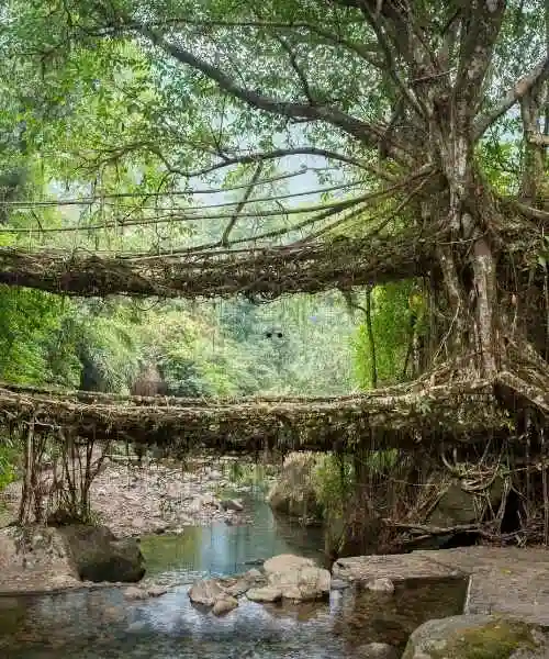 Meghalaya Tour (1)