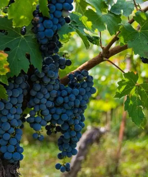 Wine Tour in India, India Travel (1)