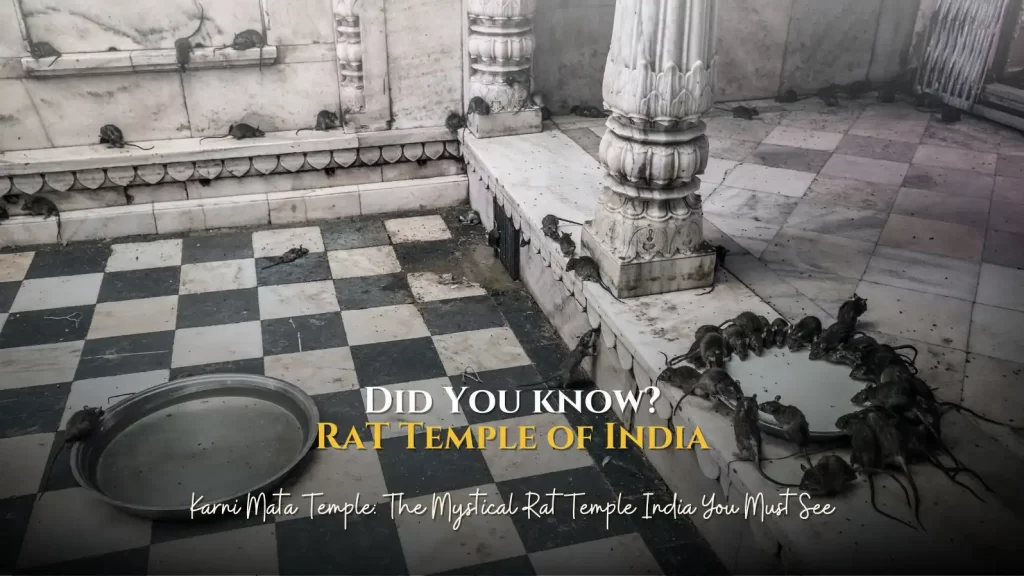 Karni Mata Temple The Mystical Rat Temple India You Must See