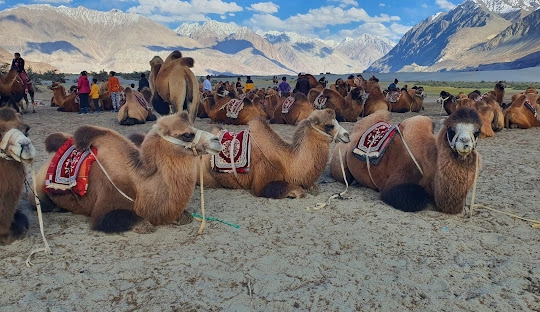 Nubra Valley camel