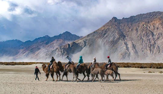 Nubra Valley camel riding