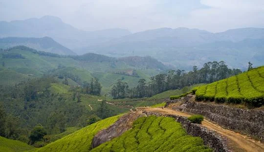 Munnar beauty