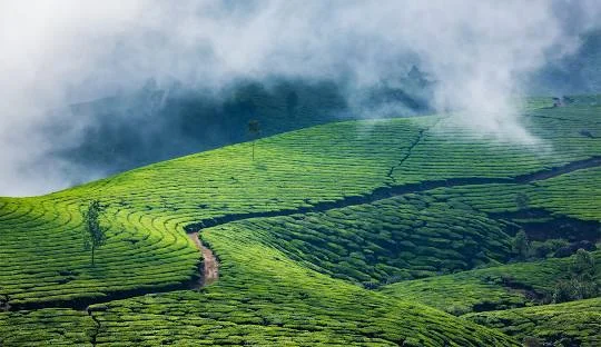 Munnar view point