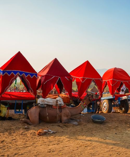 Pushkar Camel Fair 2026 (3)